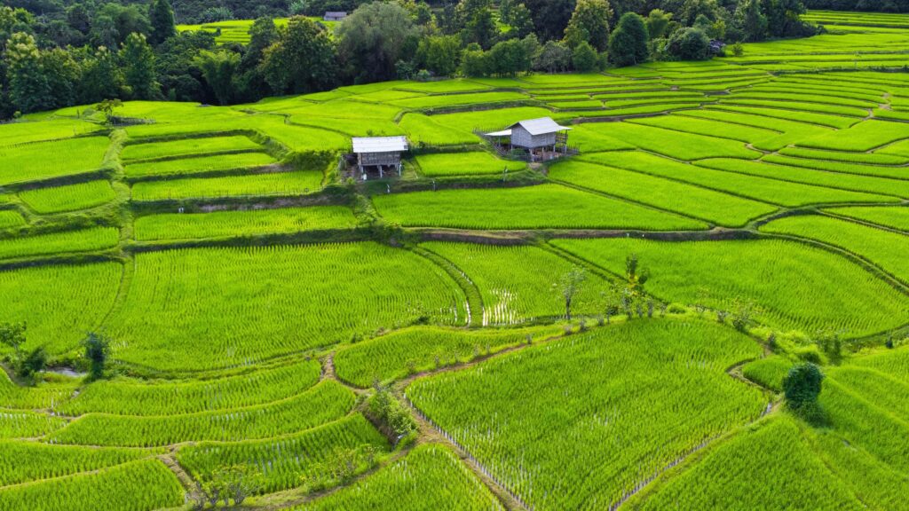 Thai Countryside