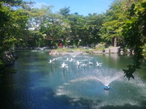 Back forest Pond